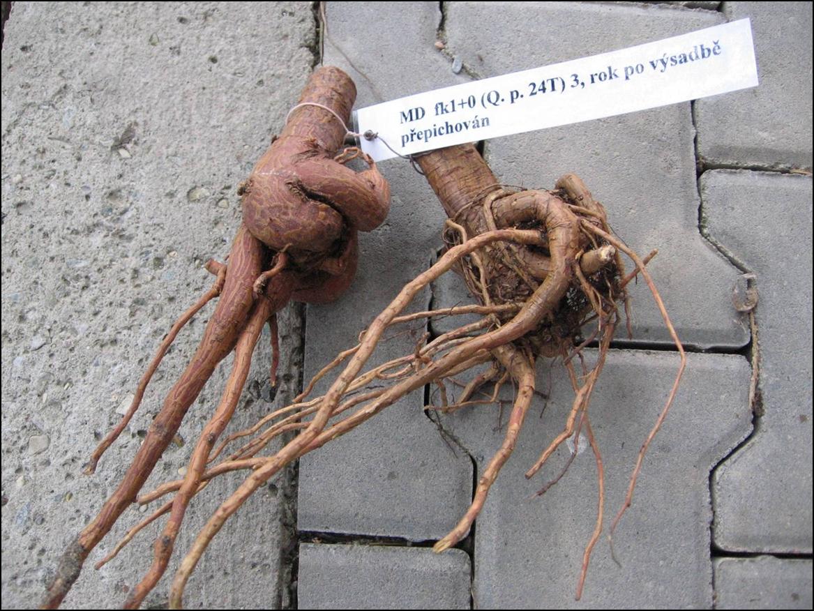 Deformed roots of Larch (Larix)