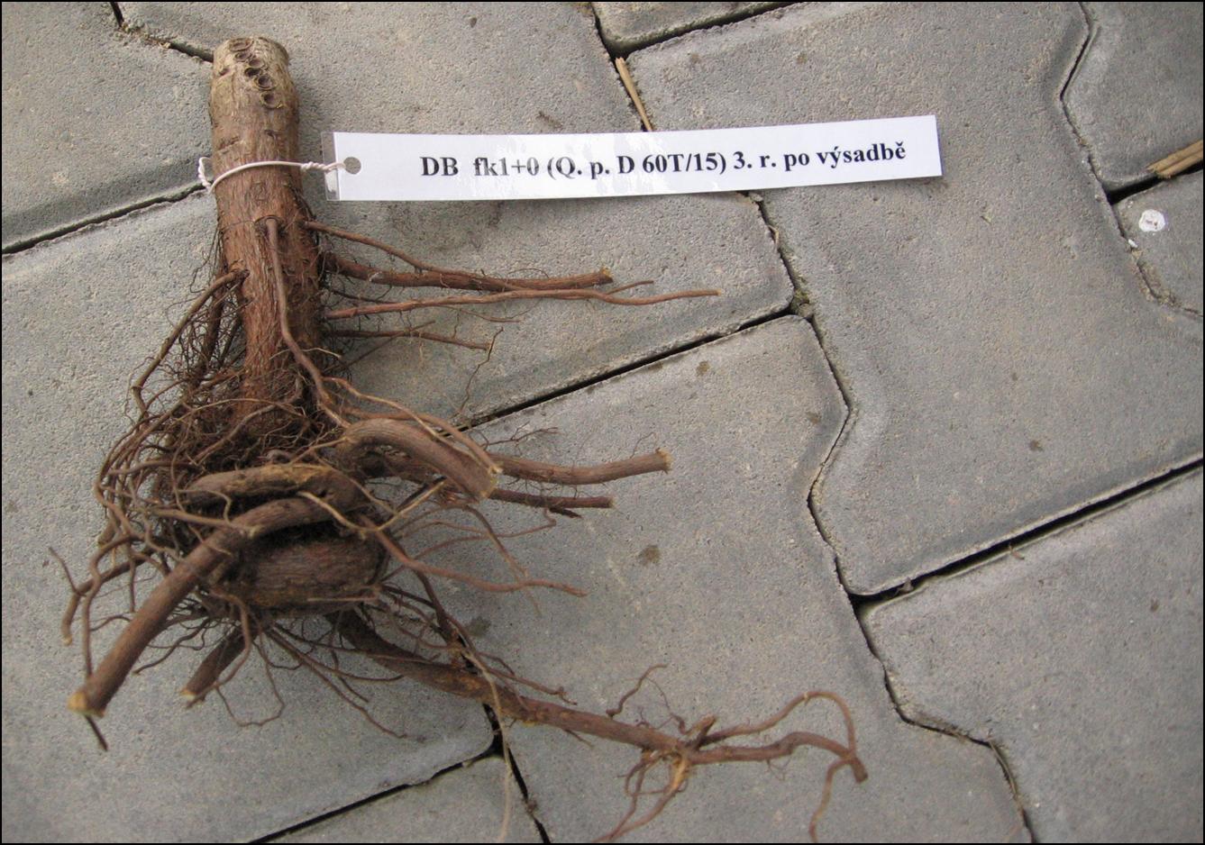 Deformed root system of Oak (Quercus) tree