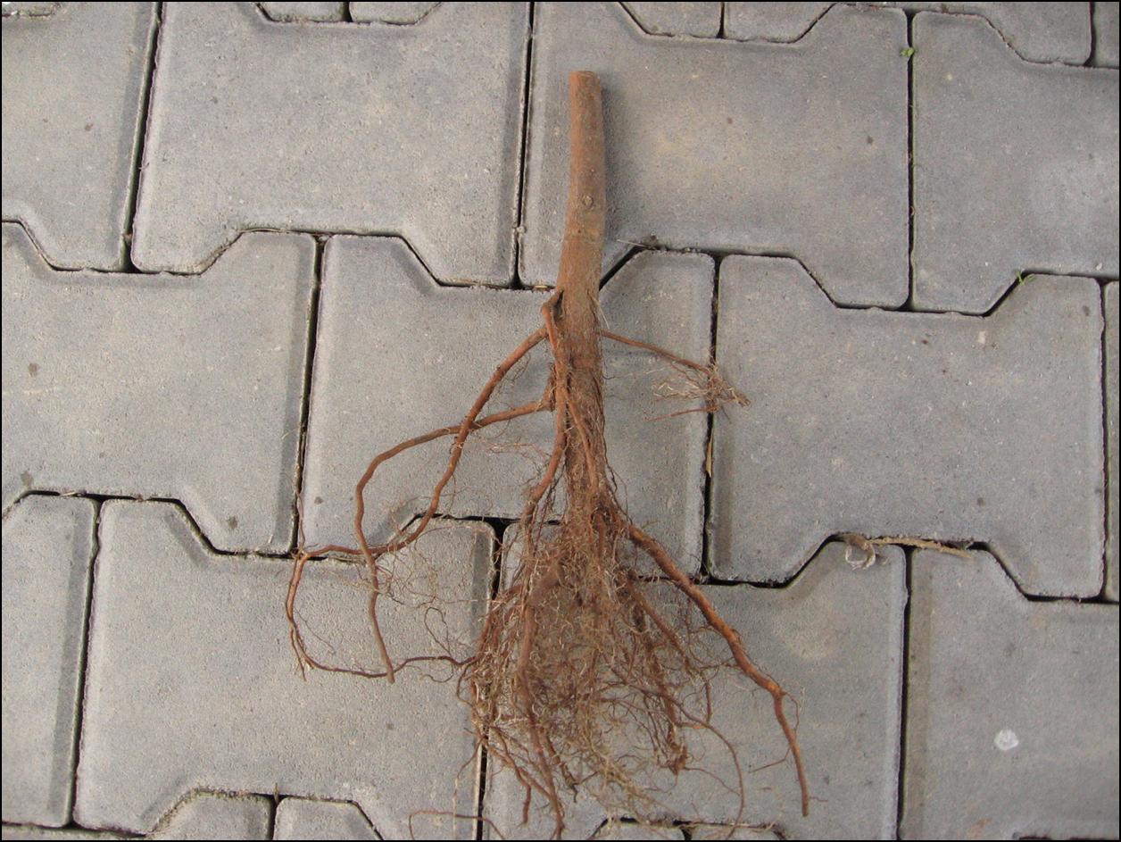 Naturally developed root system