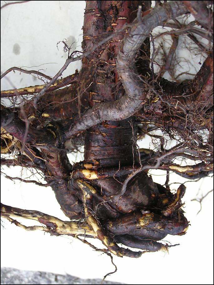 Tangled roots of Birch (Betula)